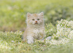 German Longhair kitten