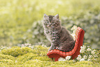 German Longhair kitten
