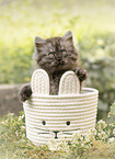 German Longhair kitten