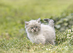 German Longhair kitten