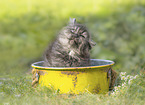 German Longhair kitten