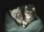 German Longhair kitten