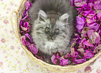 German Longhair kitten