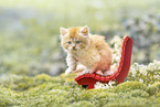 German Longhair kitten