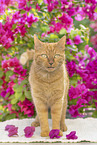 domestic cat
