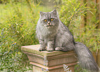 german loghair cat