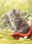 German Longhair kitten