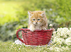 German Longhair kitten