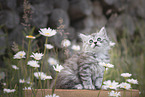 German longhair kitten