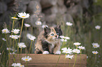 German longhair kitten