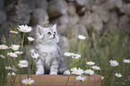 German longhair kitten