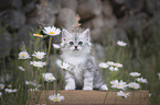 German longhair kitten