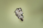 German longhair kitten