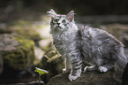 German longhair kitten