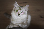 German longhair kitten
