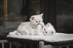 German longhair kitten