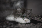 German longhair kitten