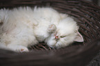 German longhair kitten