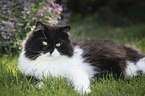German longhair cat