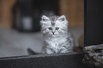 German longhair kitten