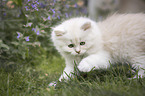 German longhair kitten