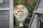 German longhair cat