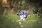 German longhair kitten