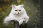 German longhair cat