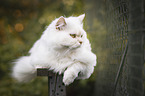 German longhair cat