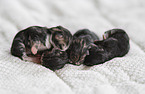 German longhair kitten