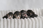 German longhair kitten