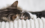 German longhair kitten