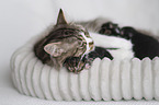 German longhair kitten