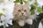 German Longhair Cat