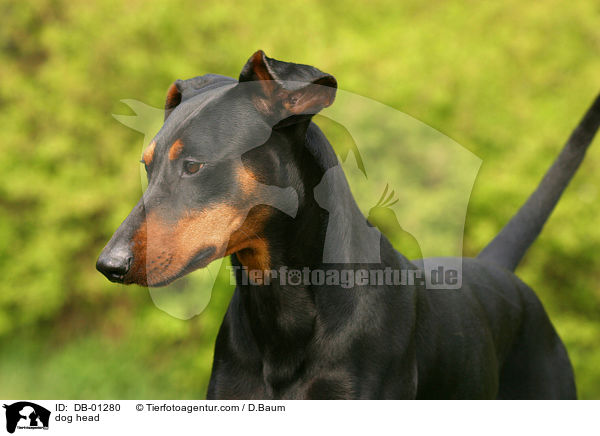 Deutscher Pinscher Portrait / dog head / DB-01280