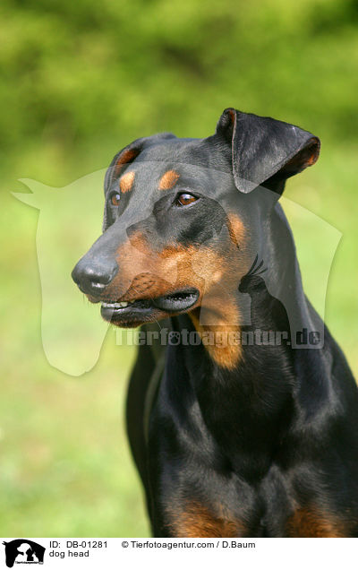 Deutscher Pinscher Portrait / dog head / DB-01281