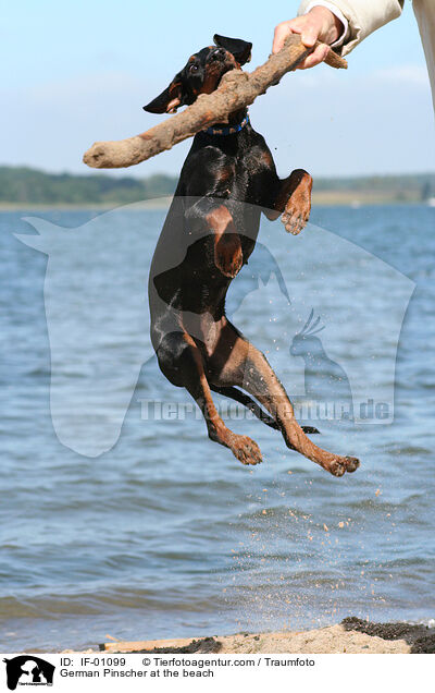 Deutscher Pinscher am Strand / German Pinscher at the beach / IF-01099