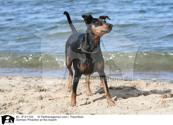 Deutscher Pinscher am Strand / German Pinscher at the beach / IF-01102