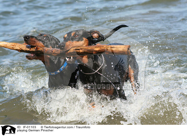 spielende Deutsche Pinscher / playing German Pinscher / IF-01103