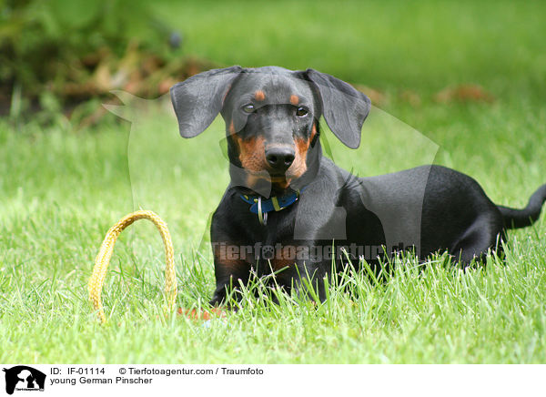 junger Deutscher Pinscher / young German Pinscher / IF-01114