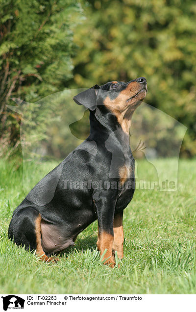 Deutscher Pinscher / German Pinscher / IF-02263