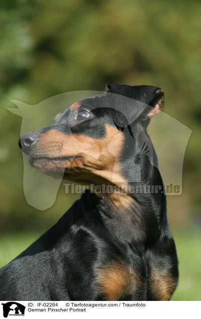 Deutscher Pinscher Portrait / German Pinscher Portrait / IF-02264