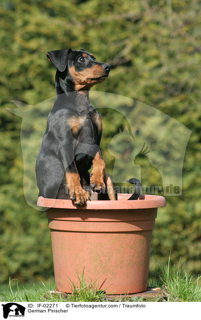 German Pinscher / IF-02271