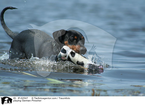 spielender Deutscher Pinscher / playing German Pinscher / IF-02547