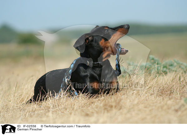 Deutscher Pinscher / German Pinscher / IF-02558