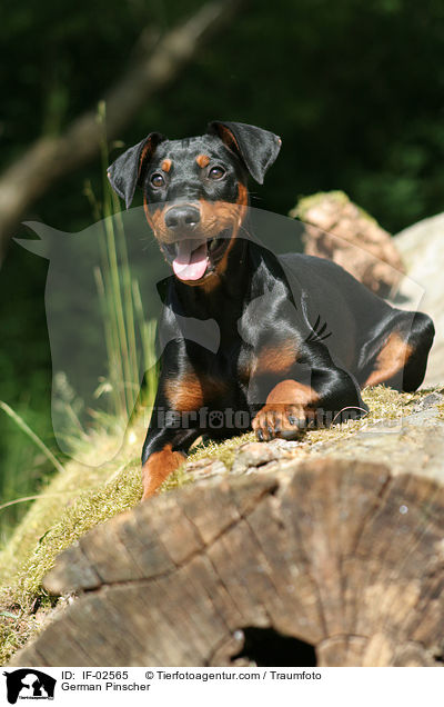 Deutscher Pinscher / German Pinscher / IF-02565