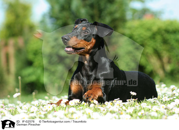 Deutscher Pinscher / German Pinscher / IF-02576