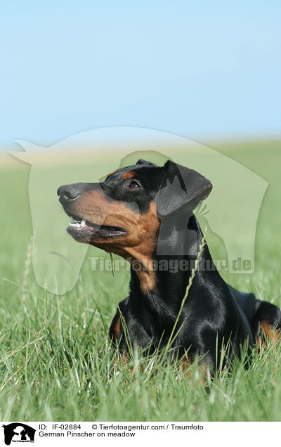 Deutscher Pinscher auf Wiese / German Pinscher on meadow / IF-02884