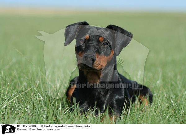 Deutscher Pinscher auf Wiese / German Pinscher on meadow / IF-02886