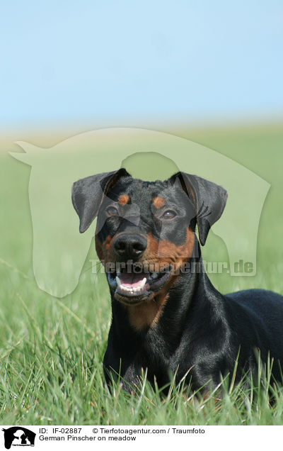 Deutscher Pinscher auf Wiese / German Pinscher on meadow / IF-02887